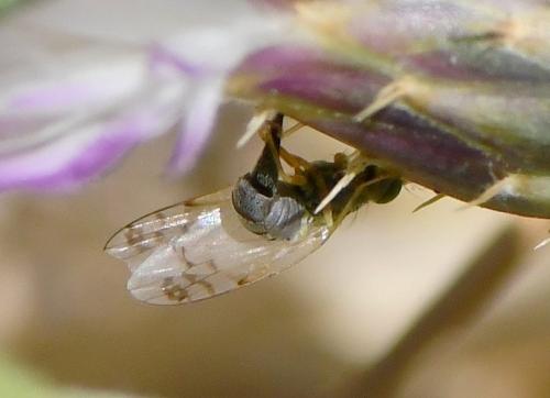 Réf. 239 840 : Acanthiophilus helianthi